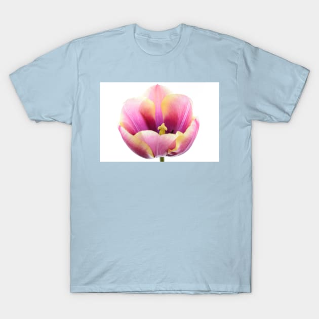 Tulipa  &#39;Atlantis&#39;   Single Late Tulip T-Shirt by chrisburrows